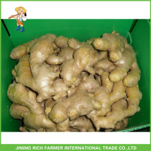 High Quality 250g up Air Dried Ginger with best price